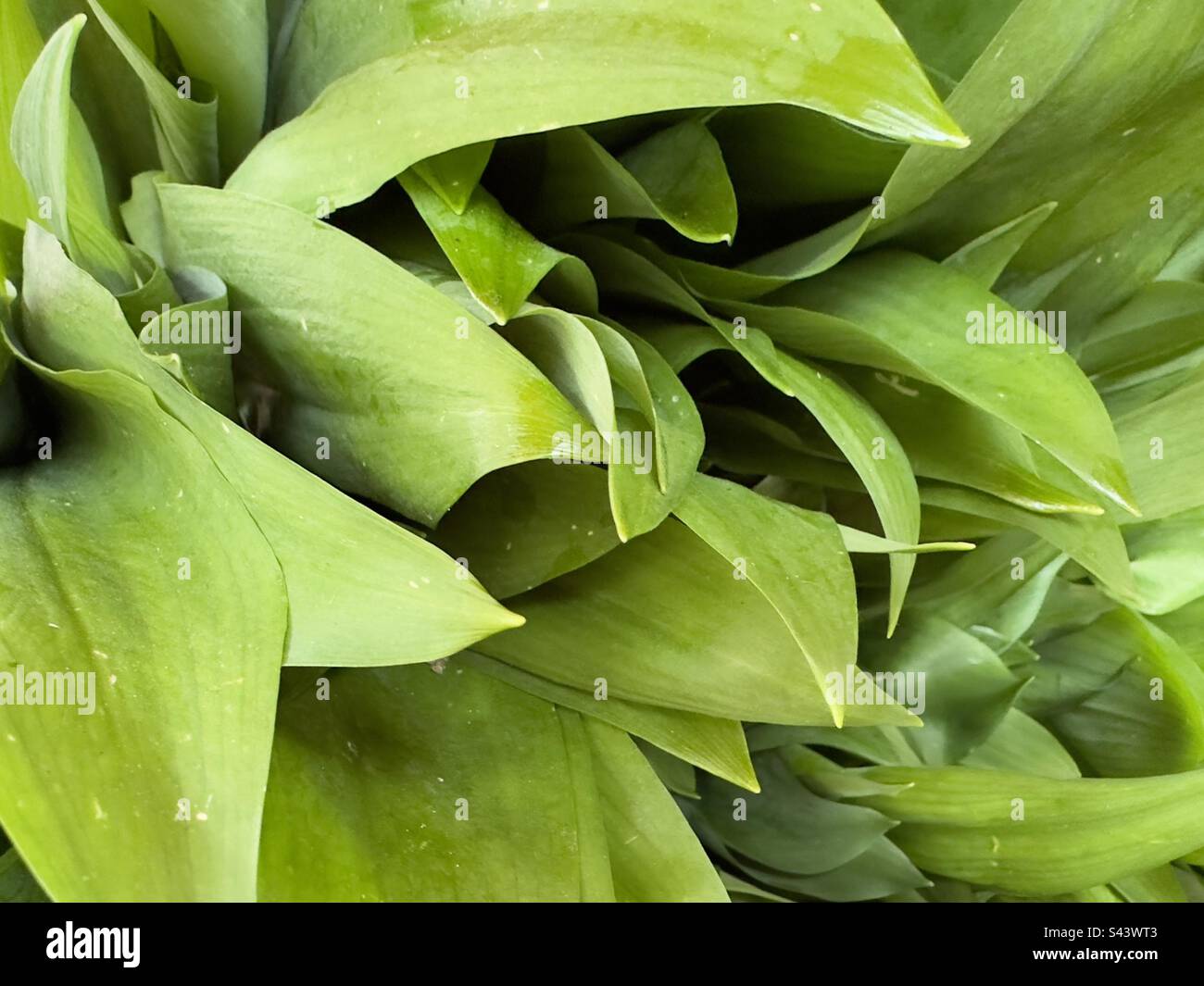 Les feuilles d'ail sauvage Allium ursinum en vente sur un marché de la rue française - Image de stock capturée avec un smartphone