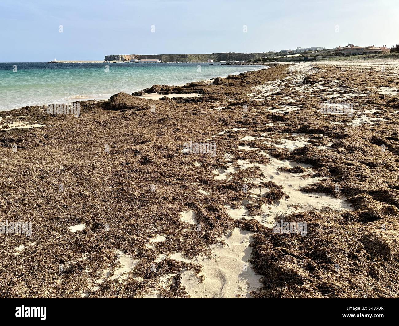 Rugulopteryx okamurae s'est accumulé sur la plage de Praia do Martinhal dans l'ouest de l'Algarve Banque D'Images