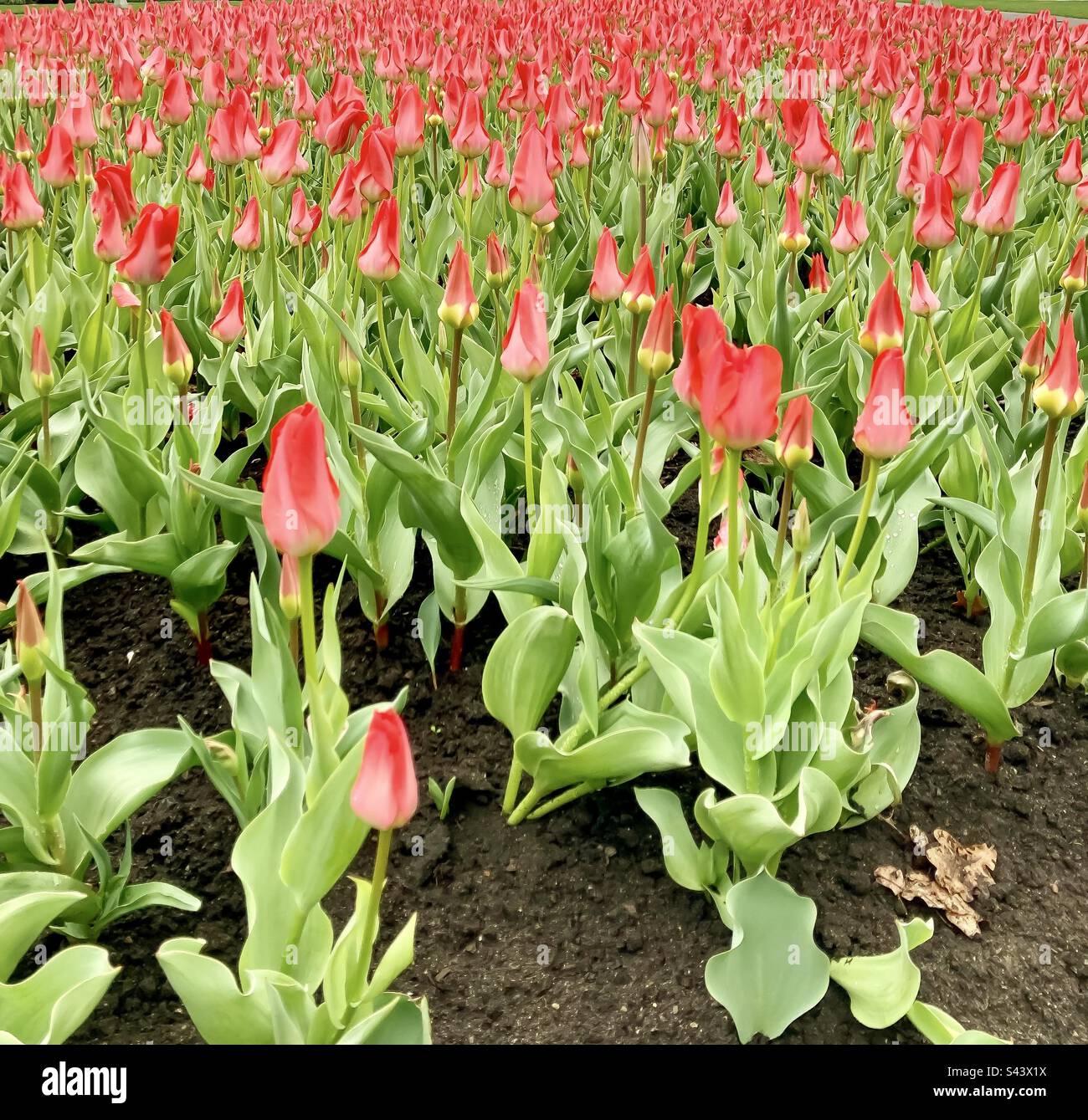 Les premières fleurs au Festival canadien des tulipes. Banque D'Images