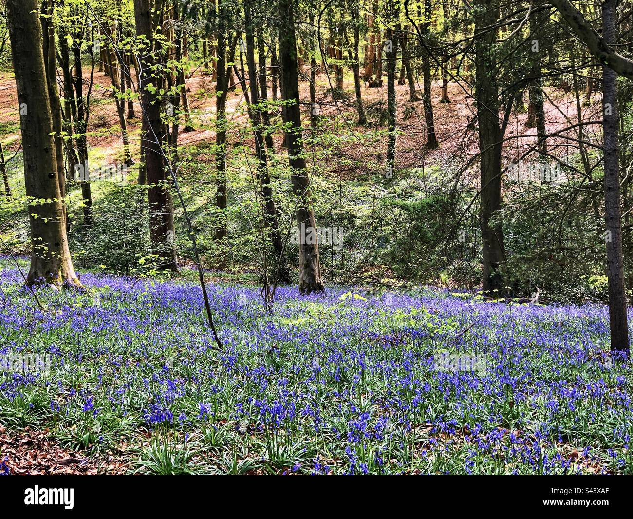 Bluebell Woods paysage dans Hampshire Royaume-Uni - Image de stock capturée avec un smartphone