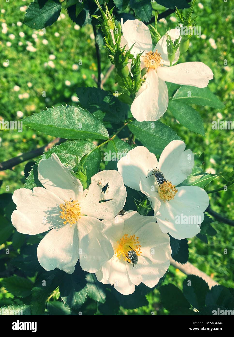 Des carabes noires avec des points blancs sur des fleurs blanches. Banque D'Images