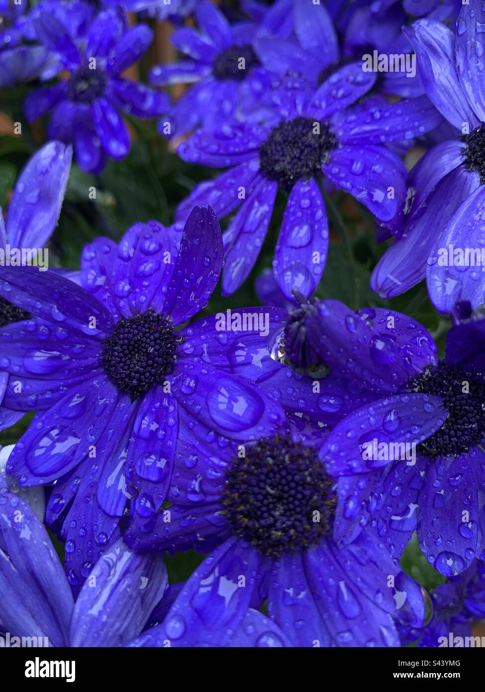 Pâquerettes bleues sous la pluie de printemps. Banque D'Images