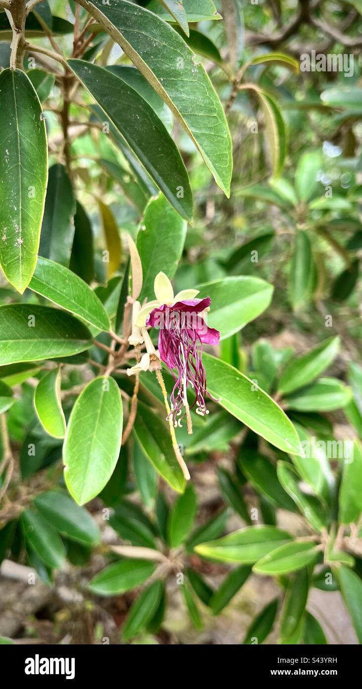 Gros plan d'une fleur tropicale dans son environnement naturel. Photo prise en Guadeloupe en janvier 2023 Banque D'Images