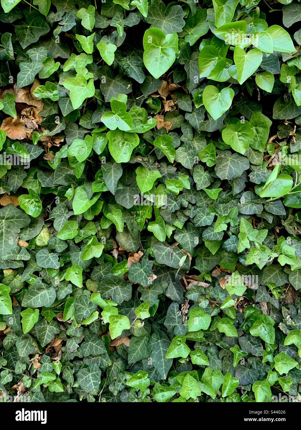 Texture paroi Ivy (hedera Helix) Banque D'Images