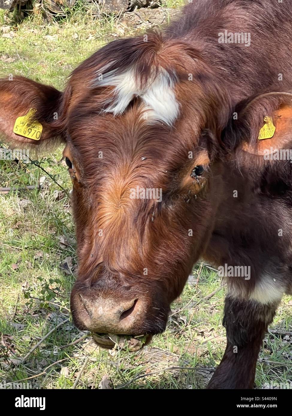 Vache brune à fourrure douce Banque D'Images