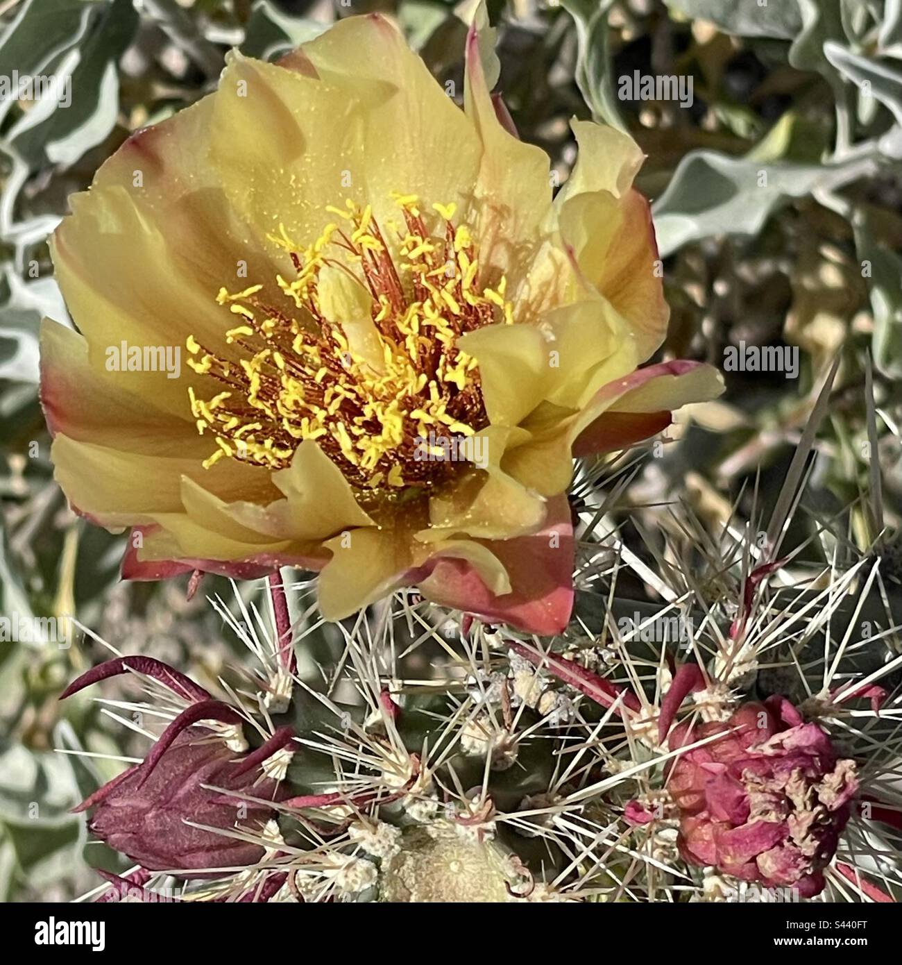 Fleur de la corolle, cactus à fleurs, bourgeons violets, épines, jaune doré, STAMEN, mode portrait, feuilles de brousse cassantes en toile de fond, Phoenix, Arizona, Sonoran Desert Banque D'Images