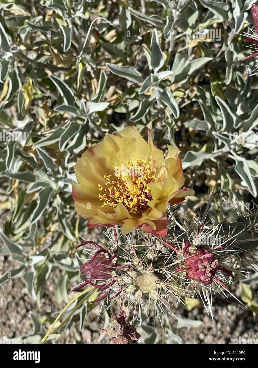 Fleur de la corolle, cactus à fleurs, bourgeons violets, épines, jaune doré, Estamen, feuilles de brousse cassantes en toile de fond, Phoenix, Arizona, Sonoran Desert Banque D'Images