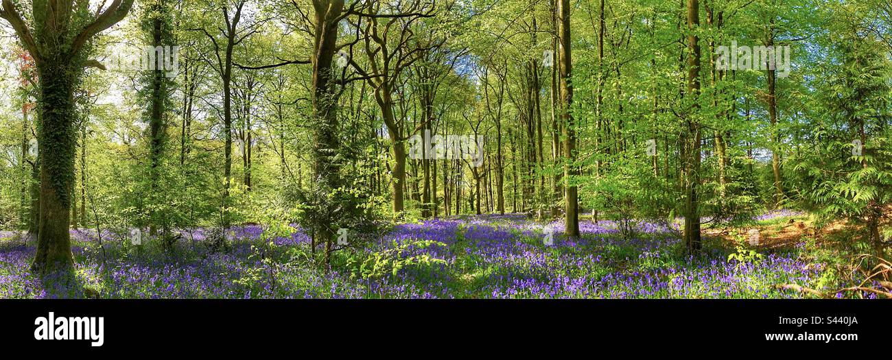 Panorama de Beechwoods au printemps près de Winchester Hampshire Royaume-Uni Banque D'Images