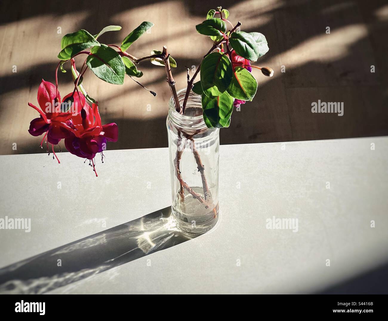 Vue en grand angle des tiges de fleurs de fuchsia fleuries en bouteille de verre sur une table blanche contre un plancher en bois. Lumière du soleil et ombre. Banque D'Images