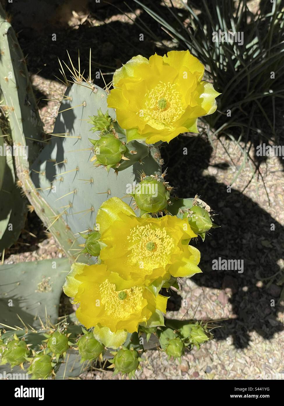 Cervidés et bourgeons de cactus à poirier jaune vif, désert de Sonoran, Phoenix, Arizona Banque D'Images