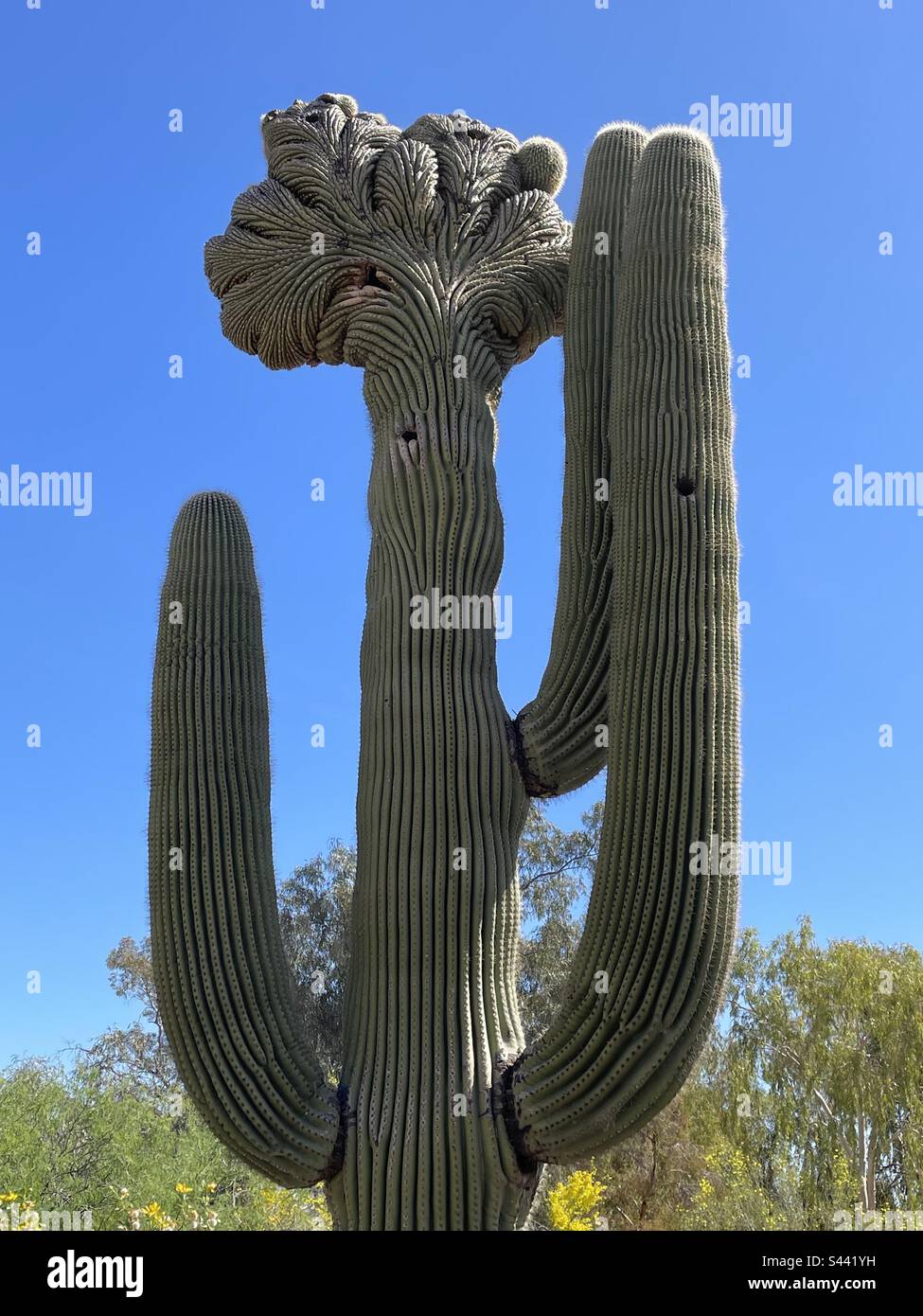 Cactus géant de Saguaro Crested, ciel bleu brillant, désert de Sonoran, Phoenix, Arizona Banque D'Images