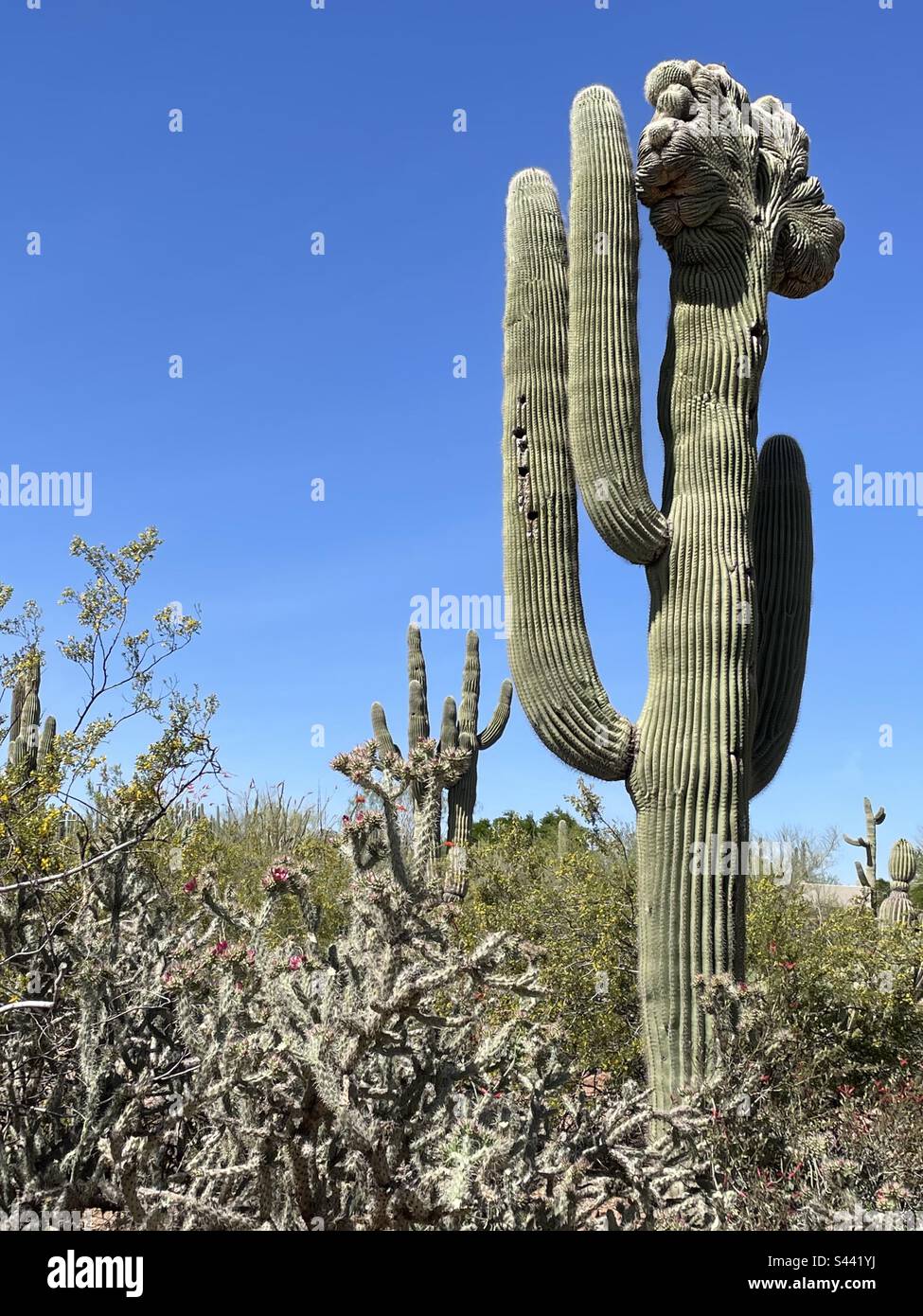 Cactus géant de Saguaro à crête, cactus de la Jolla, ciel bleu brillant, désert de Sonoran, Phoenix, Arizona Banque D'Images