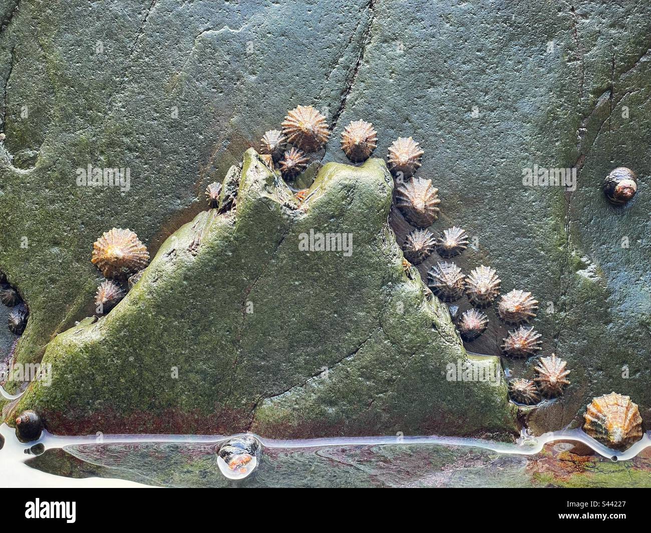 Animaux de compagnie (patella sp.) Sur un rocher en bord de mer dans l'ouest du pays de Galles. Banque D'Images