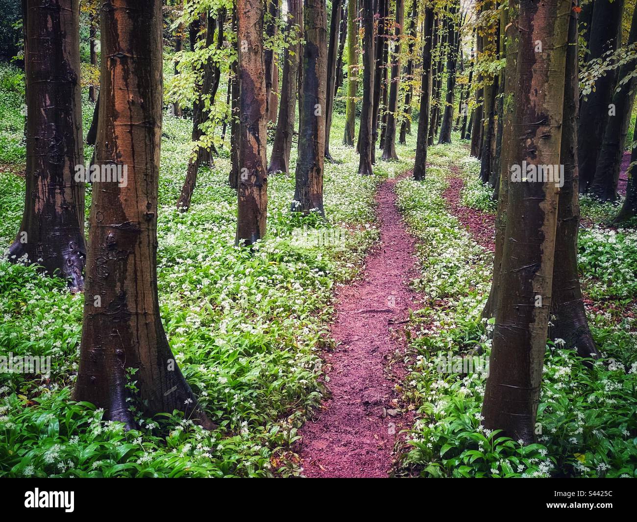 Sentier à travers l'ail sauvage et les hêtres, bois de Casehill, MCG George, pays de Galles du Sud, mai. Banque D'Images