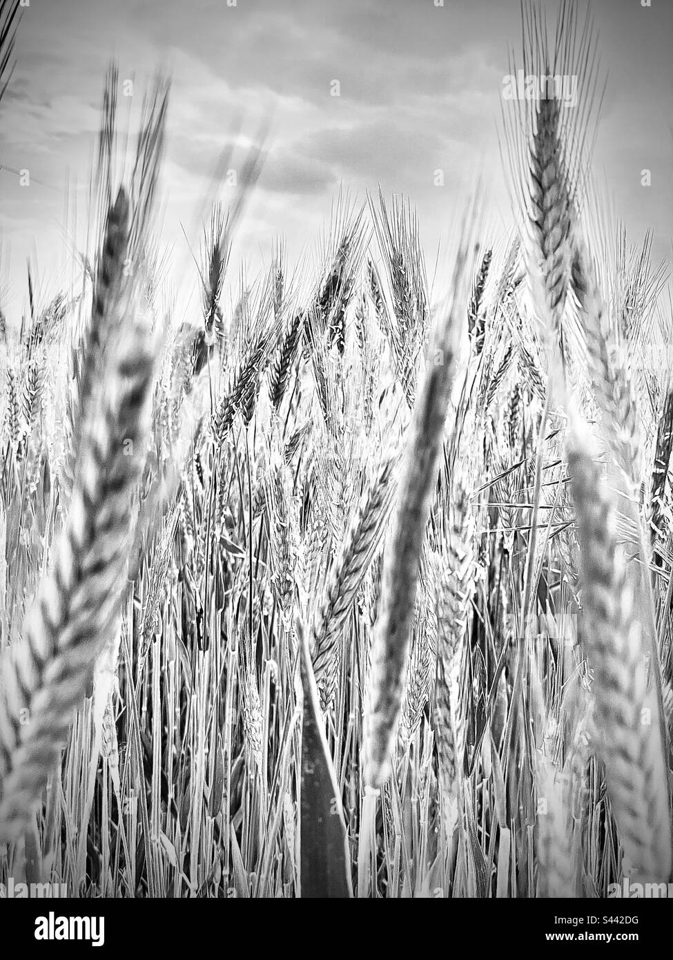 Campi di grano, Ivrea, Italie Banque D'Images