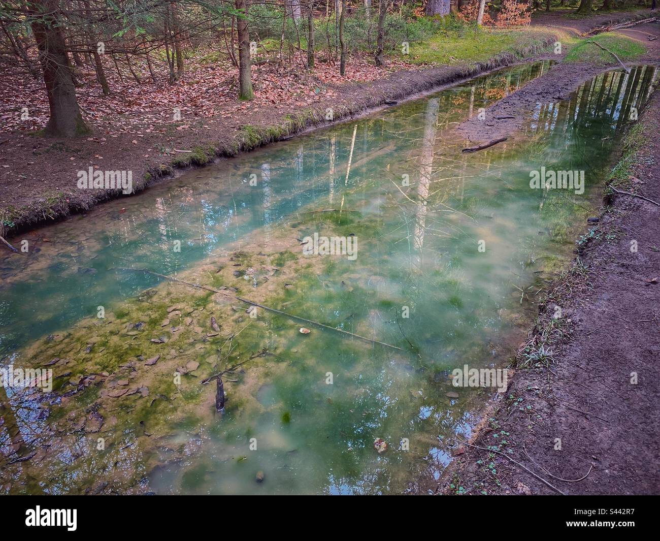 Eau avec des mousses et des reflets d'arbres verts dans une forêt dans le sud de Munich, Allemagne. - Image de stock capturée avec un smartphone