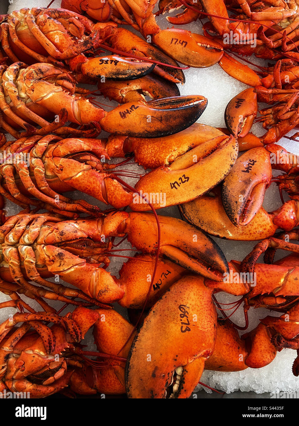 Homards de l'Atlantique cuits sur glace avec des prix. - Image de stock capturée avec un smartphone