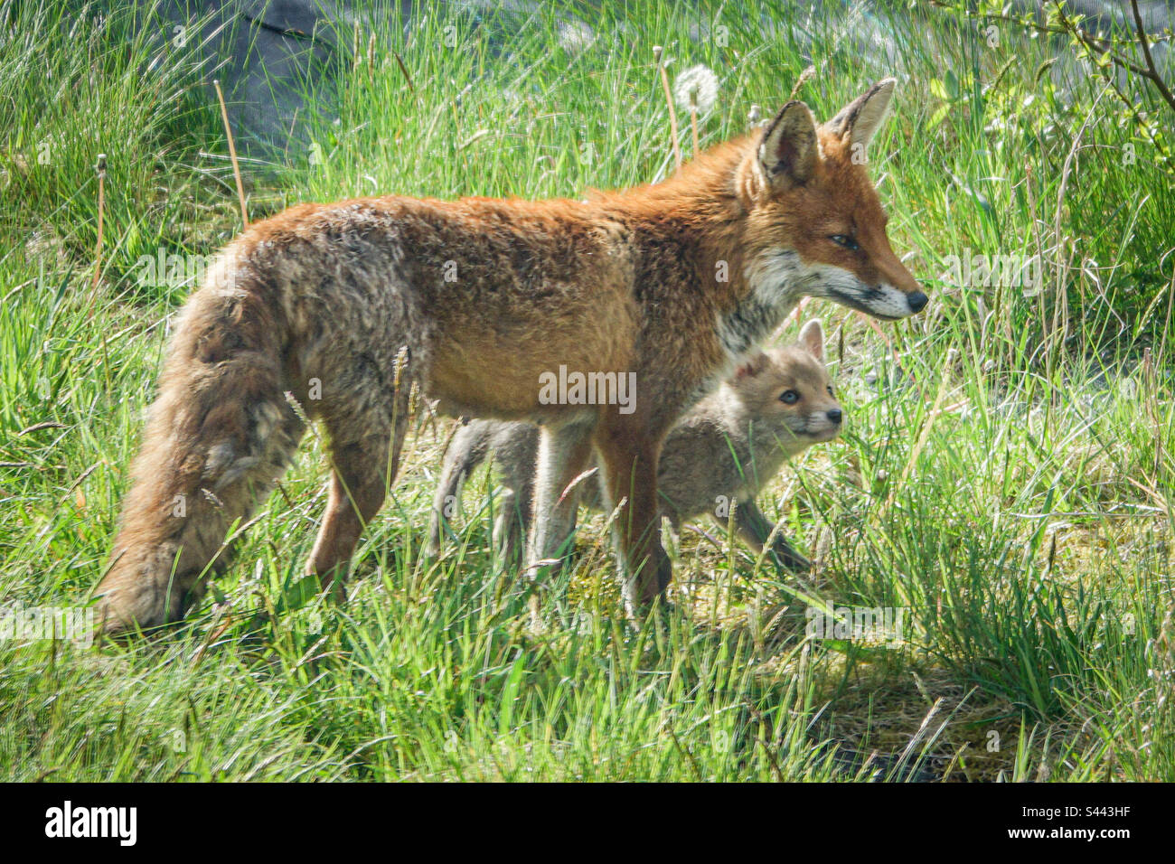 City foxes - Un vixen et son renard jouent dans un jardin de banlieue à Clarkston, en Écosse Banque D'Images