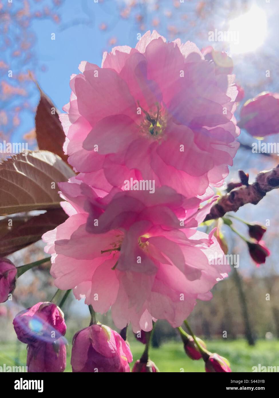 Fleurs de cerise rose au printemps à Hyde Park, Londres Banque D'Images