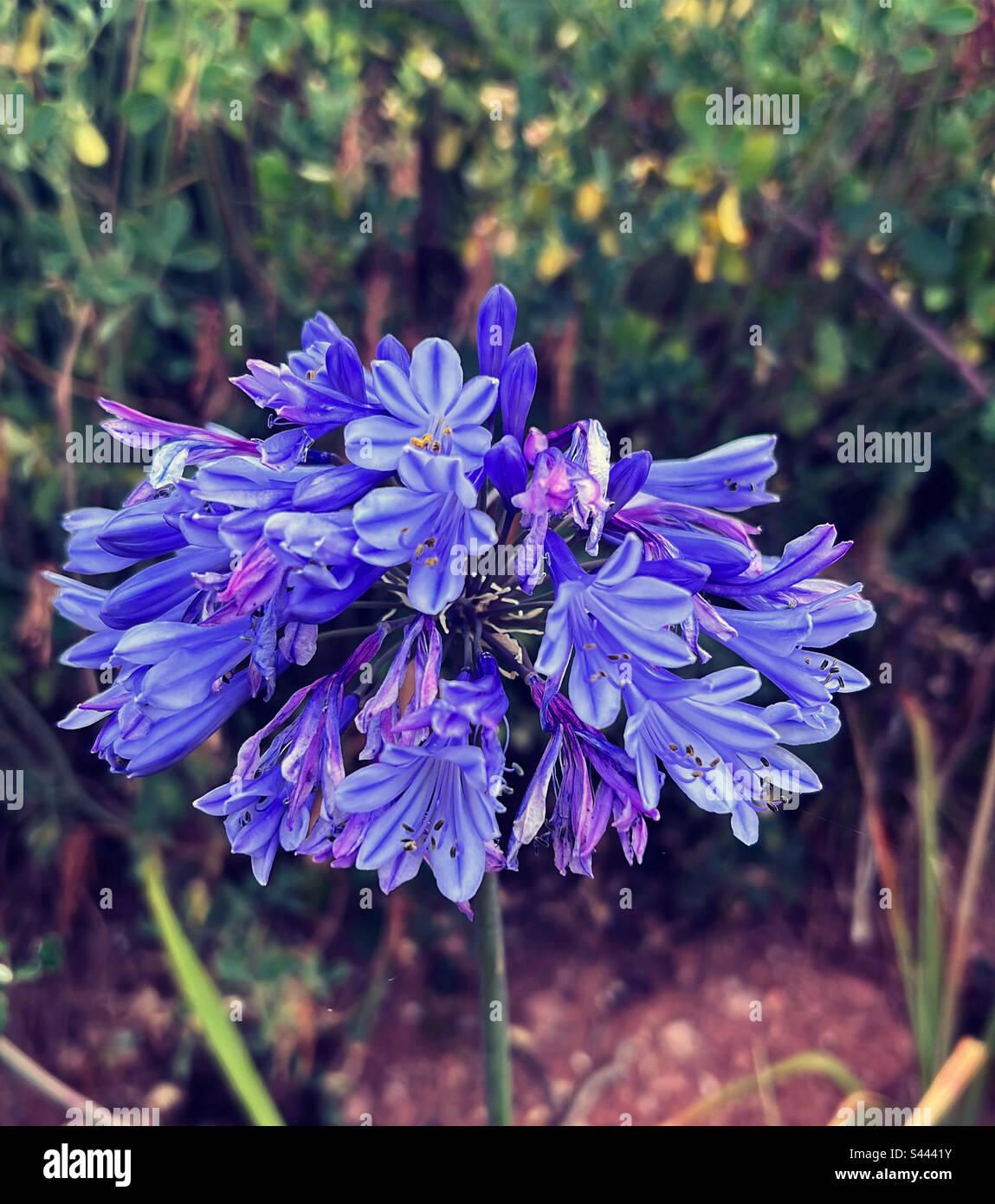 Nénuphars sauvages ou nénuphars du Nil. Agapanthe commun. (Agapanthus praecox) Banque D'Images