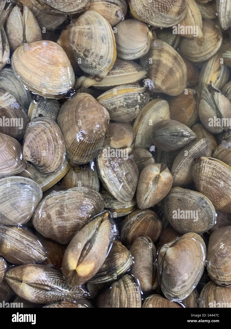 Beaucoup de palourdes s'empilaient haut dans un seau d'eau et en vente sur le marché local du poisson frais. - Image de stock capturée avec un smartphone Beaucoup de palourdes s'empilaient haut dans un seau d'eau et en vente sur le marché local du poisson frais. - Image de stock capturée avec un smartphone