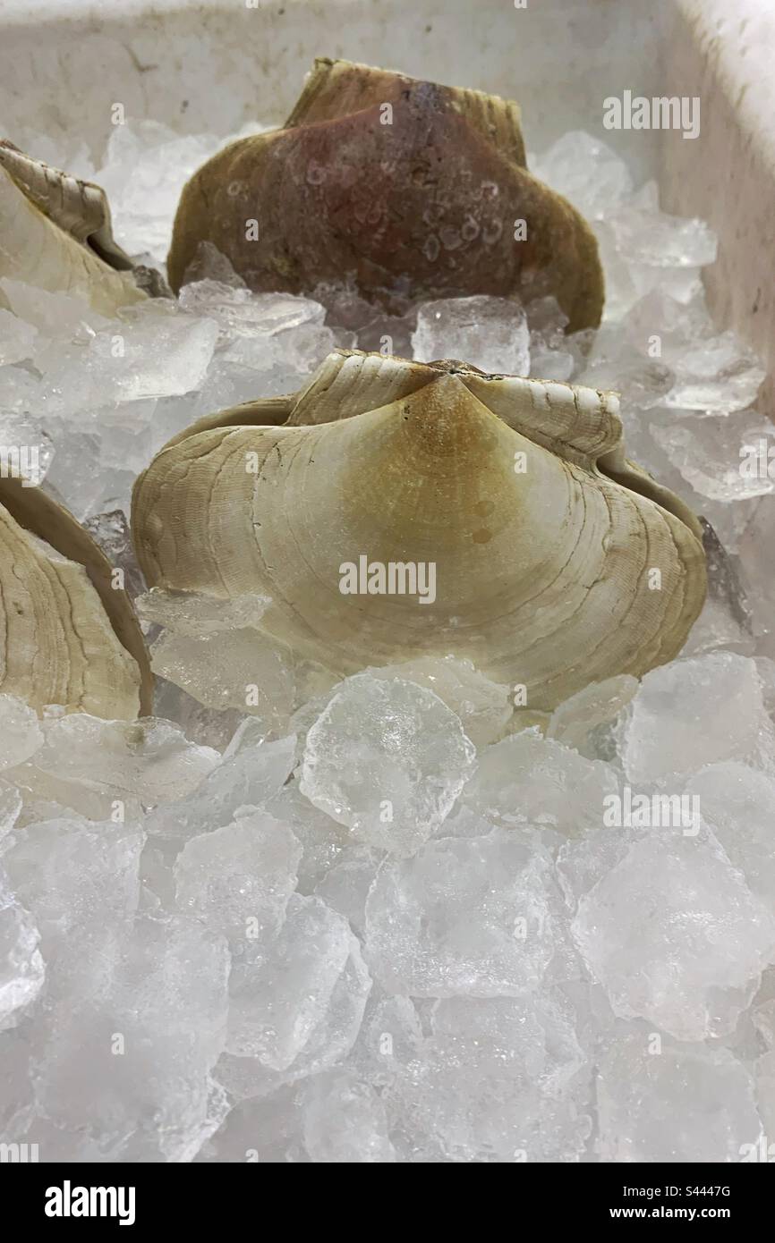 Pétoncles frais vivants avec la coquille posée dans un lit de glace et à vendre au marché local du poisson. - Image de stock capturée avec un smartphone Pétoncles frais vivants avec la coquille posée dans un lit de glace et à vendre au marché local du poisson. - Image de stock capturée avec un smartphone