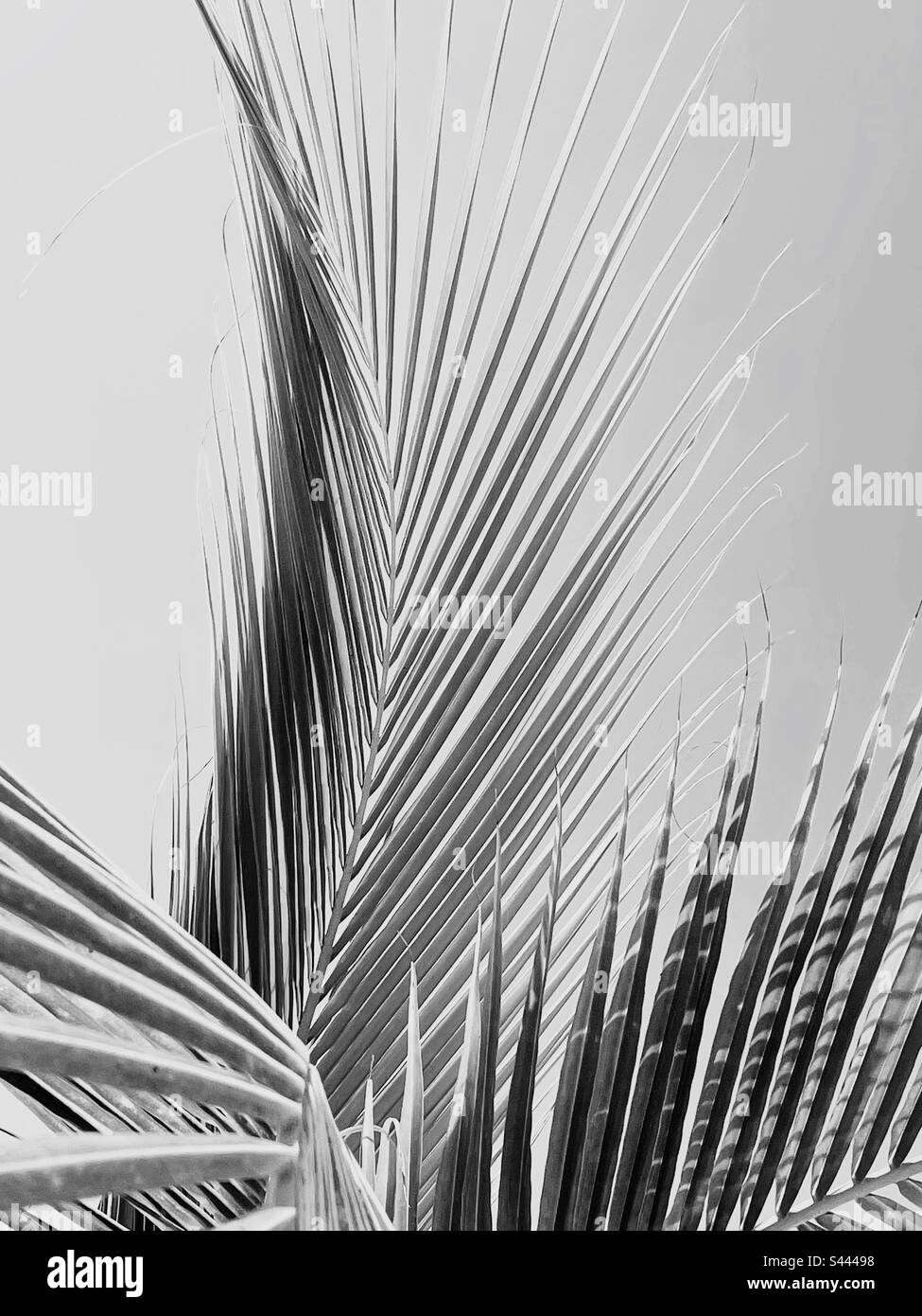 Noir et blanc monochrome des feuilles de palmier Banque D'Images