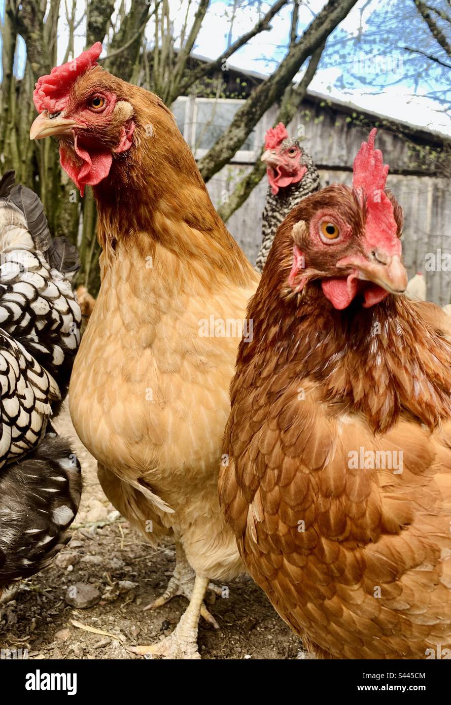 Gros-plan de poulet dans une ferme rurale Banque D'Images