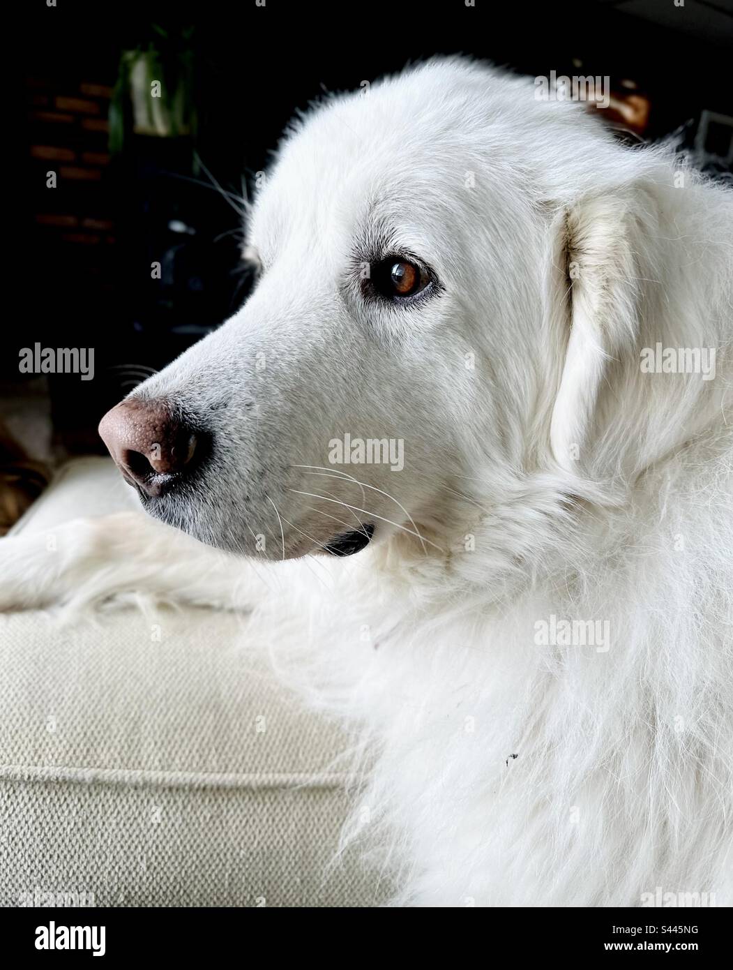 Chien des Pyrénées blanches avec des yeux marron foncé, vue sur une fenêtre à l'intérieur - Image de stock capturée avec un smartphone