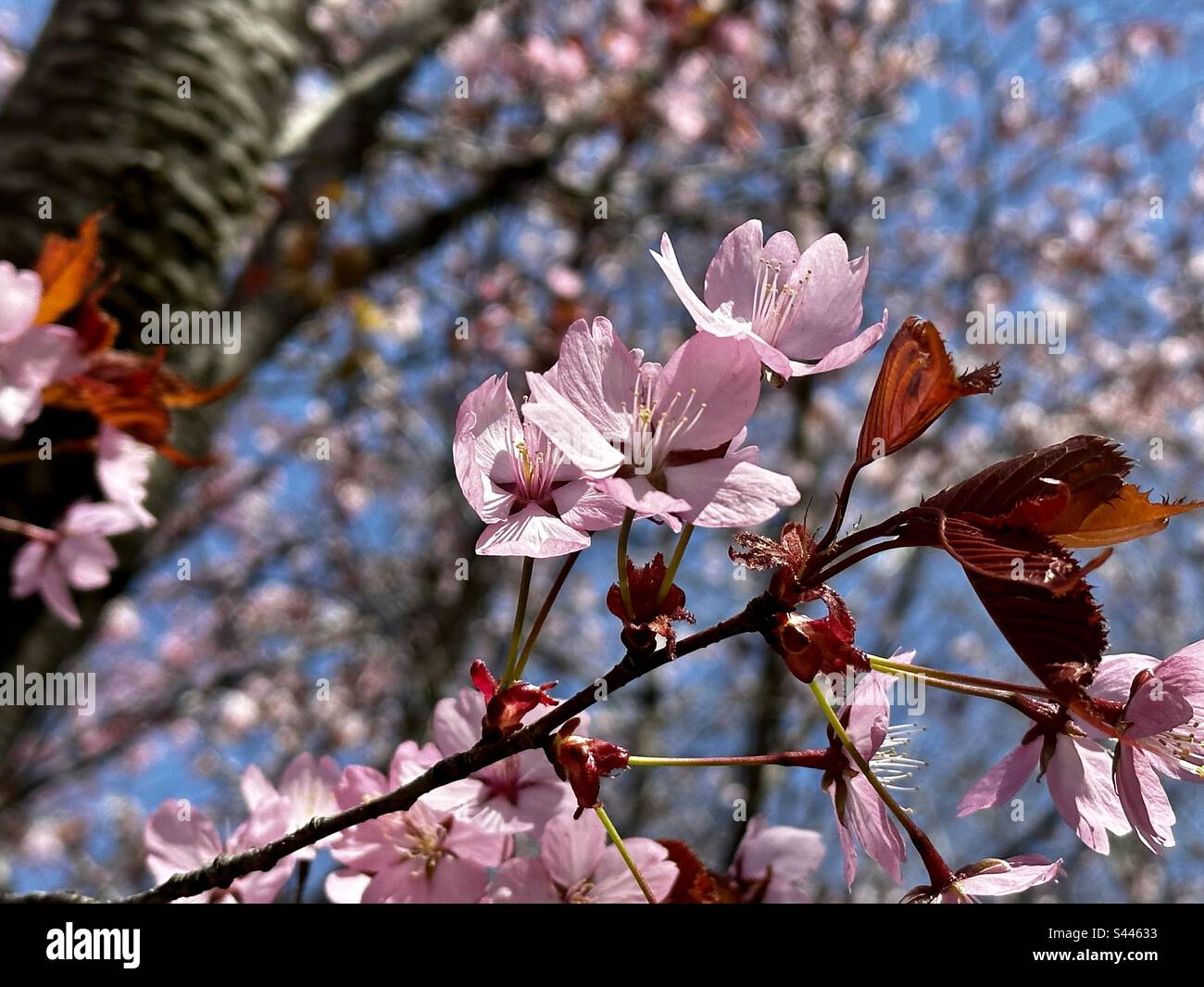 Fleurs de cerisier de Sargents Banque D'Images