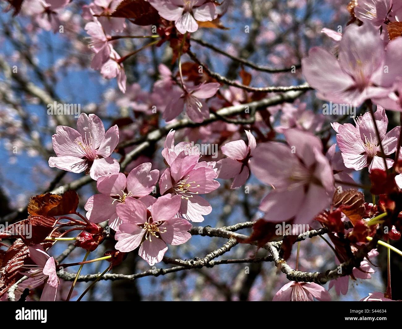 Fleurs de cerisier de Sargents Banque D'Images