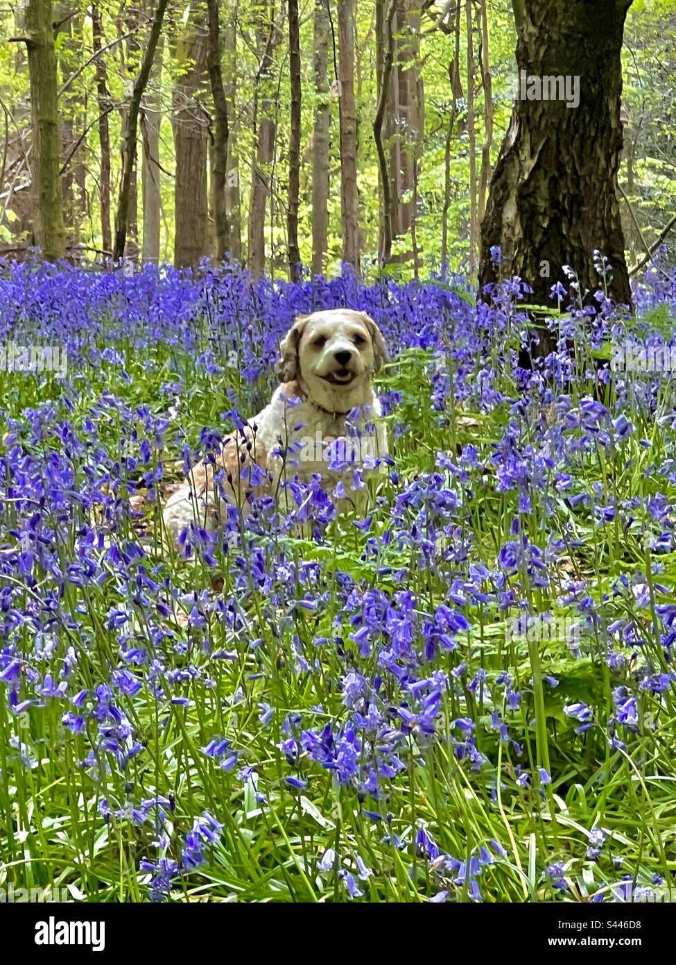 Le joli cavapoo beige (également cavadoole) est installé parmi les cloches sauvages dans une belle forêt de Kent au printemps, en Angleterre. Banque D'Images