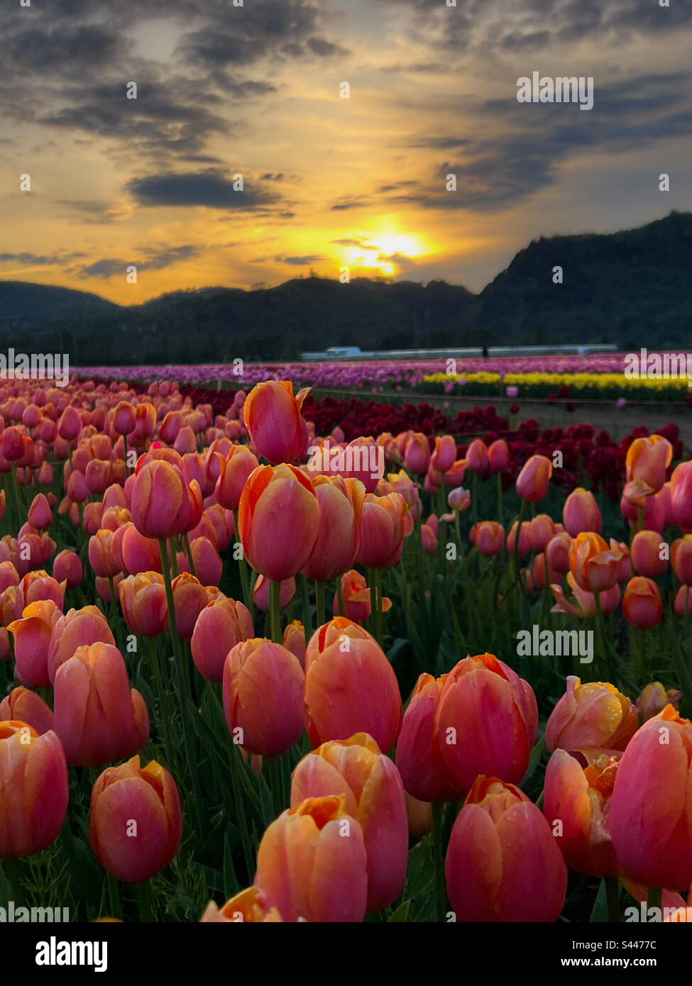 Festival des tulipes Banque D'Images