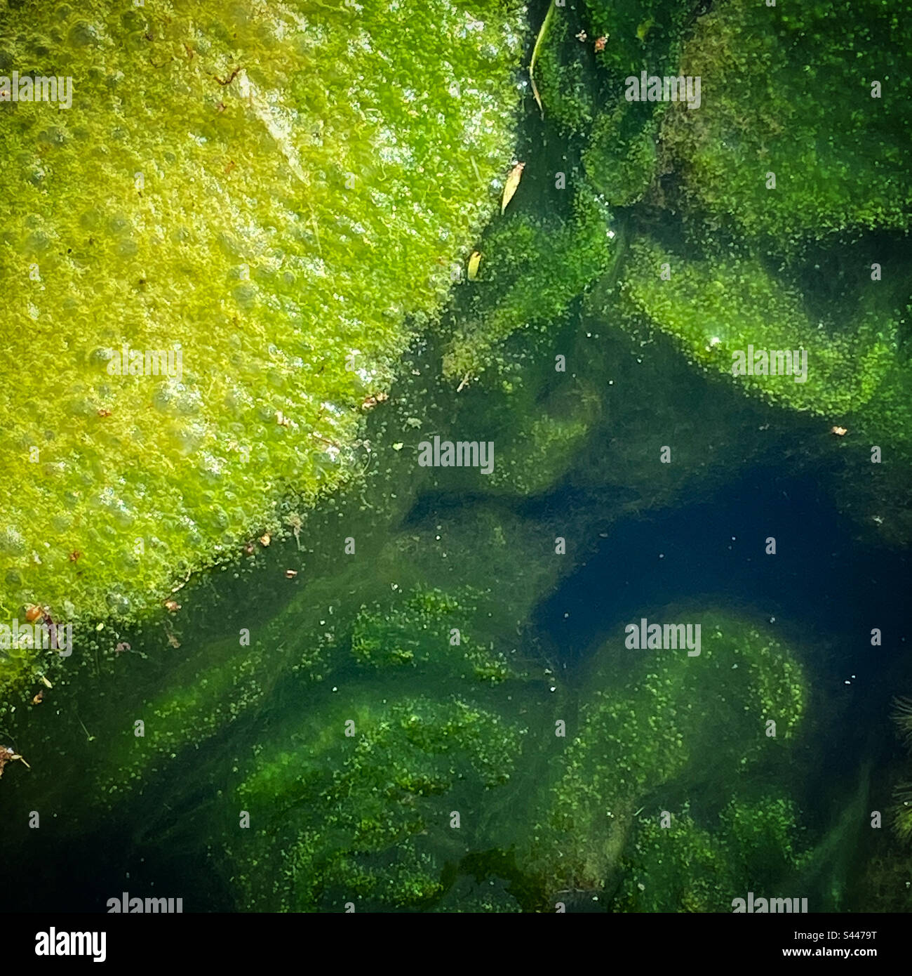 Algues dans l'étang de Hastings. - Image de stock capturée avec un smartphone