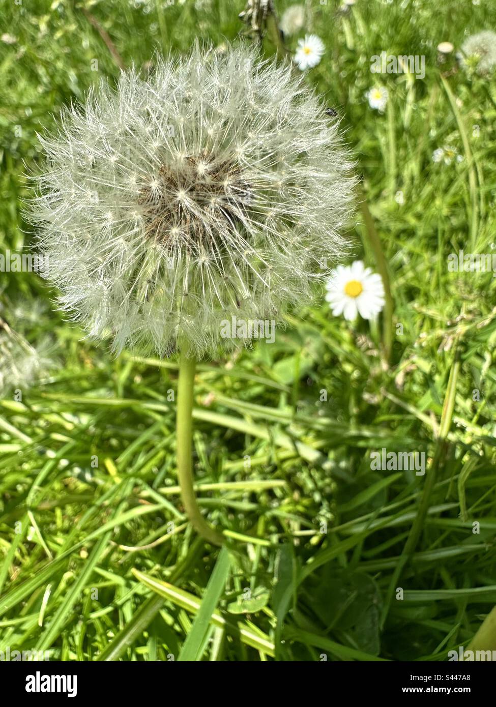 Fleurs prêtes à voler en été. Banque D'Images