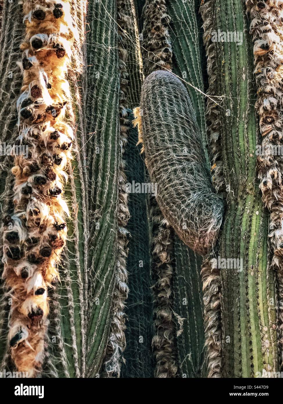 Gros plan plein cadre de tiges de cactus laineux à têtes laineux, poils roux doux sur les côtés des tiges, protégeant les fleurs et les graines. Ligne, motif, texture. Arrière-plans. Banque D'Images