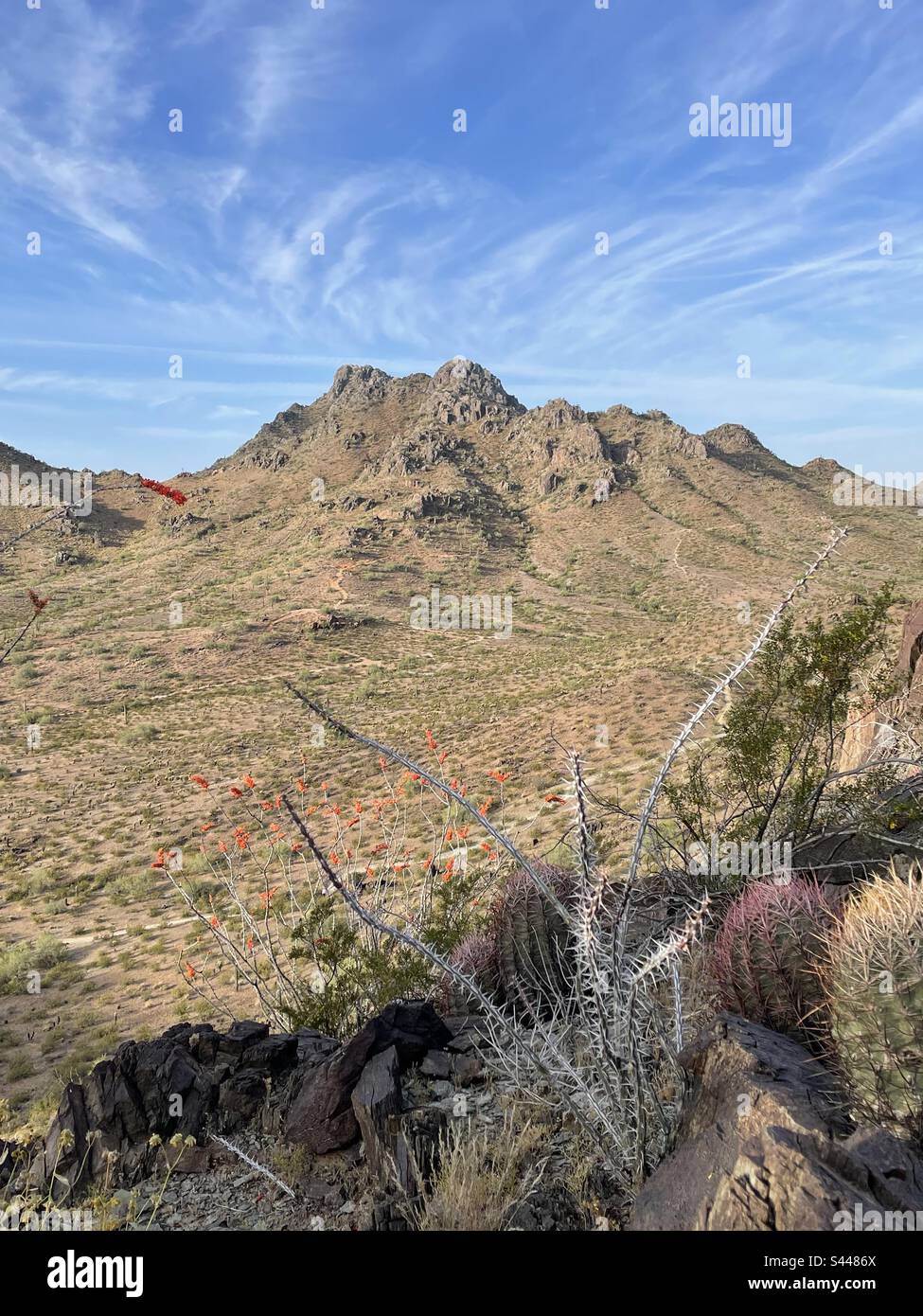 Ocotillo en fleur, argent branches ocotillo, cactus de canon, Piestewa Peak, ciel bleu, Nuages wispy, réserve de Phoenix Mountain, draw de rêve, désert de Sonoran Banque D'Images