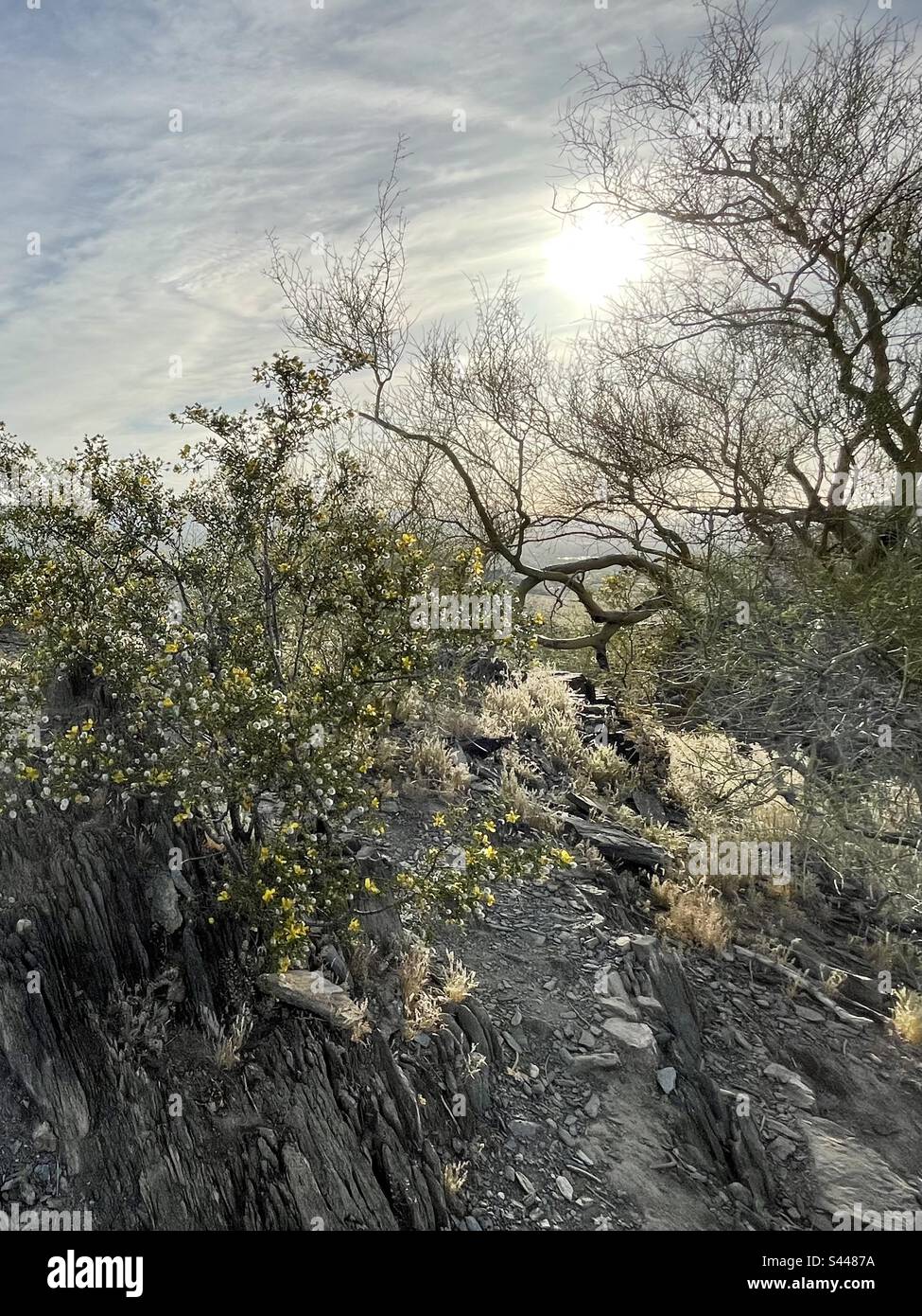 Fleurs jaunes, boules de feuilletage blanches, créosote Bush rétroéclairé, Palo Verde, pic de montagne escarpé, Réserve des montagnes de Phoenix, désert de Sonoran, Arizona Banque D'Images