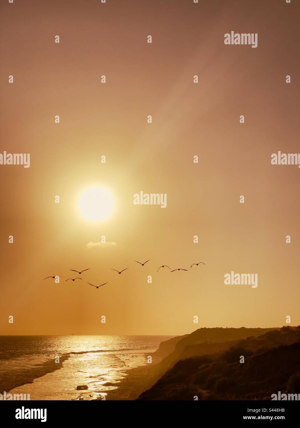 Escadron de pélicans bruns volant dans le coucher du soleil avec plage et océan ci-dessous dans le sud de la Californie - Image de stock capturée avec un smartphone