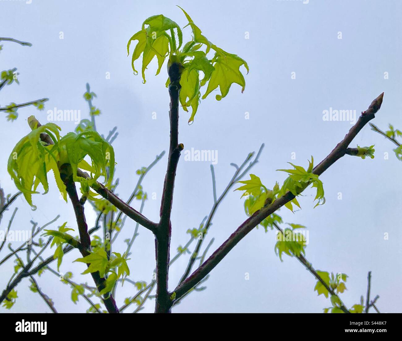 La rosée s'égoutte des jeunes feuilles vertes du printemps dans un arbre Santander Cantabria Espagne - Image de stock capturée avec un smartphone