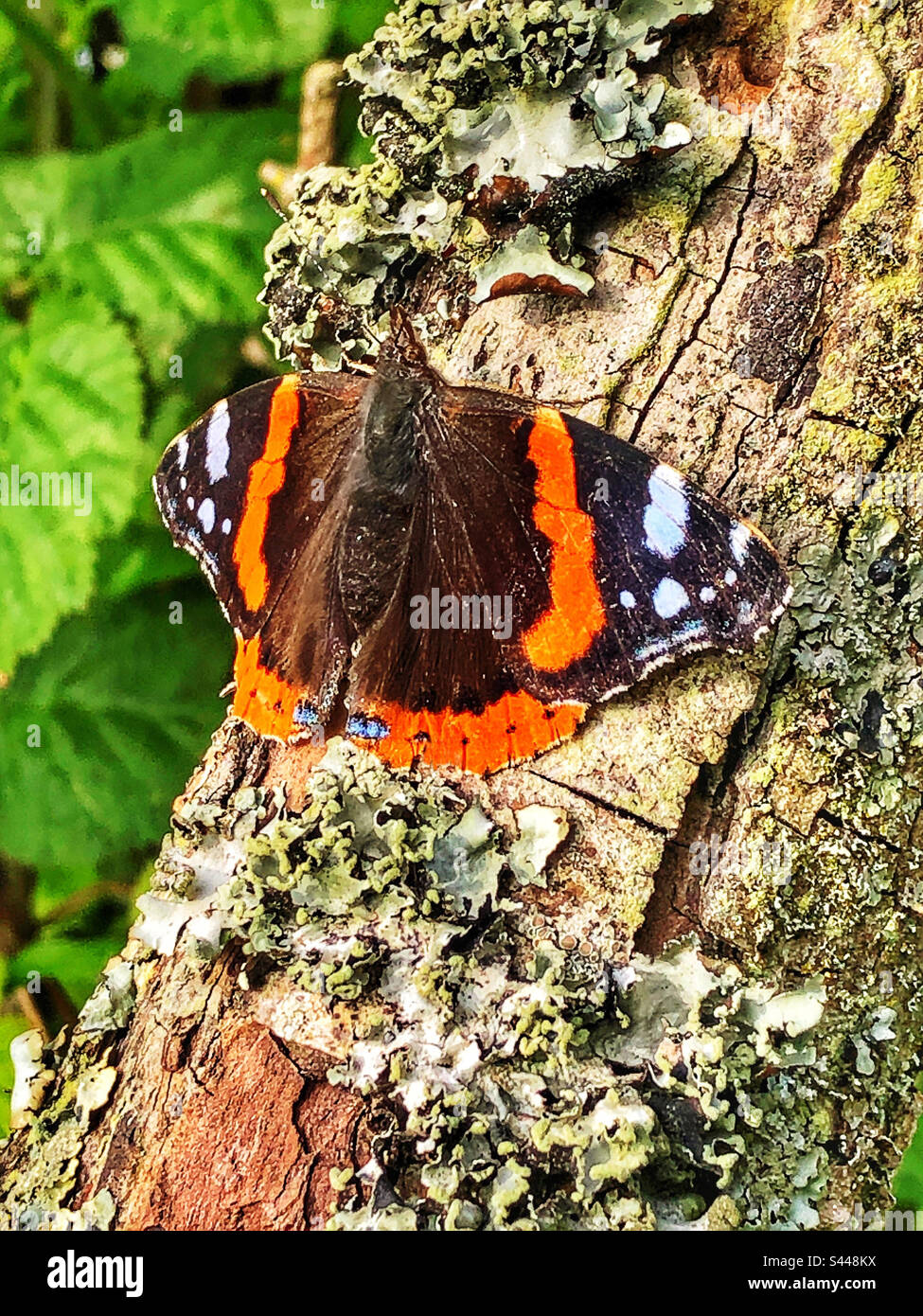 Le Red Admiral chauffe au lever du soleil au printemps dans la réserve naturelle de St Catherine's Hill Winchester Hampshire Royaume-Uni - Image de stock capturée avec un smartphone