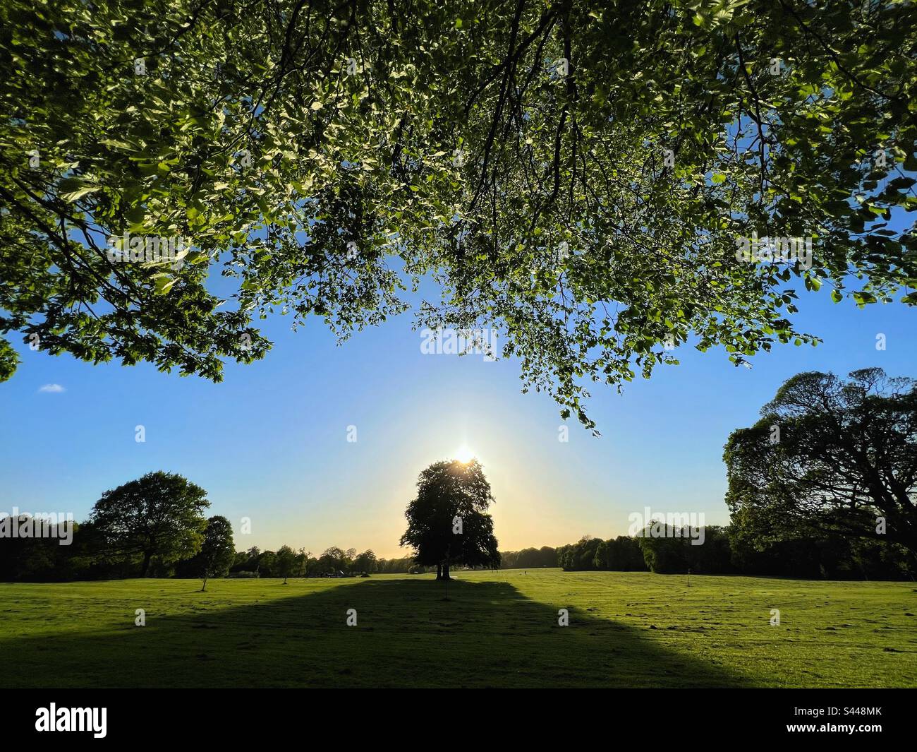 Arbre jetant une longue ombre du soleil du soir dans Astley Park, Chorley Banque D'Images