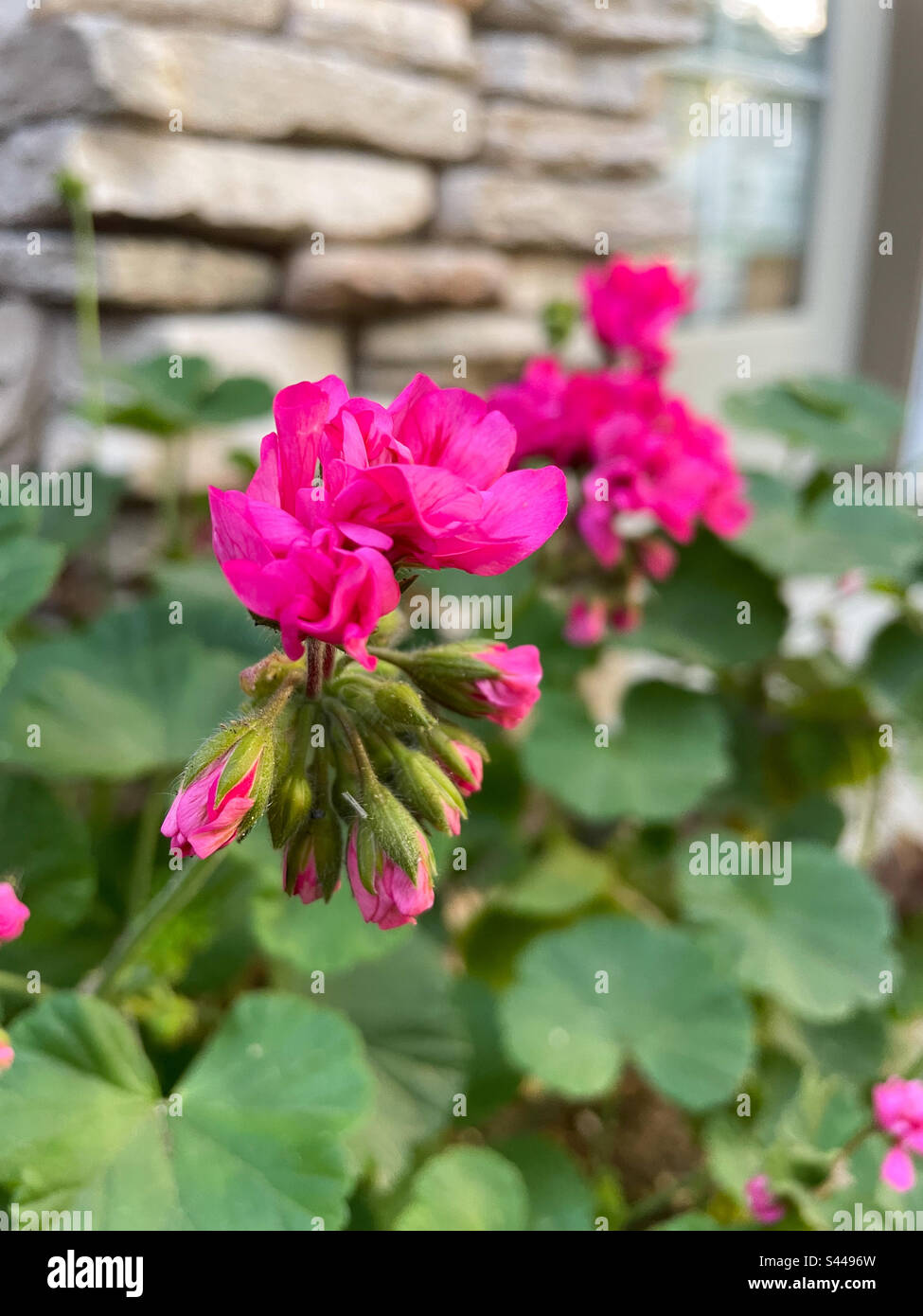 Géranium rose chaud - Image de stock capturée avec un smartphone