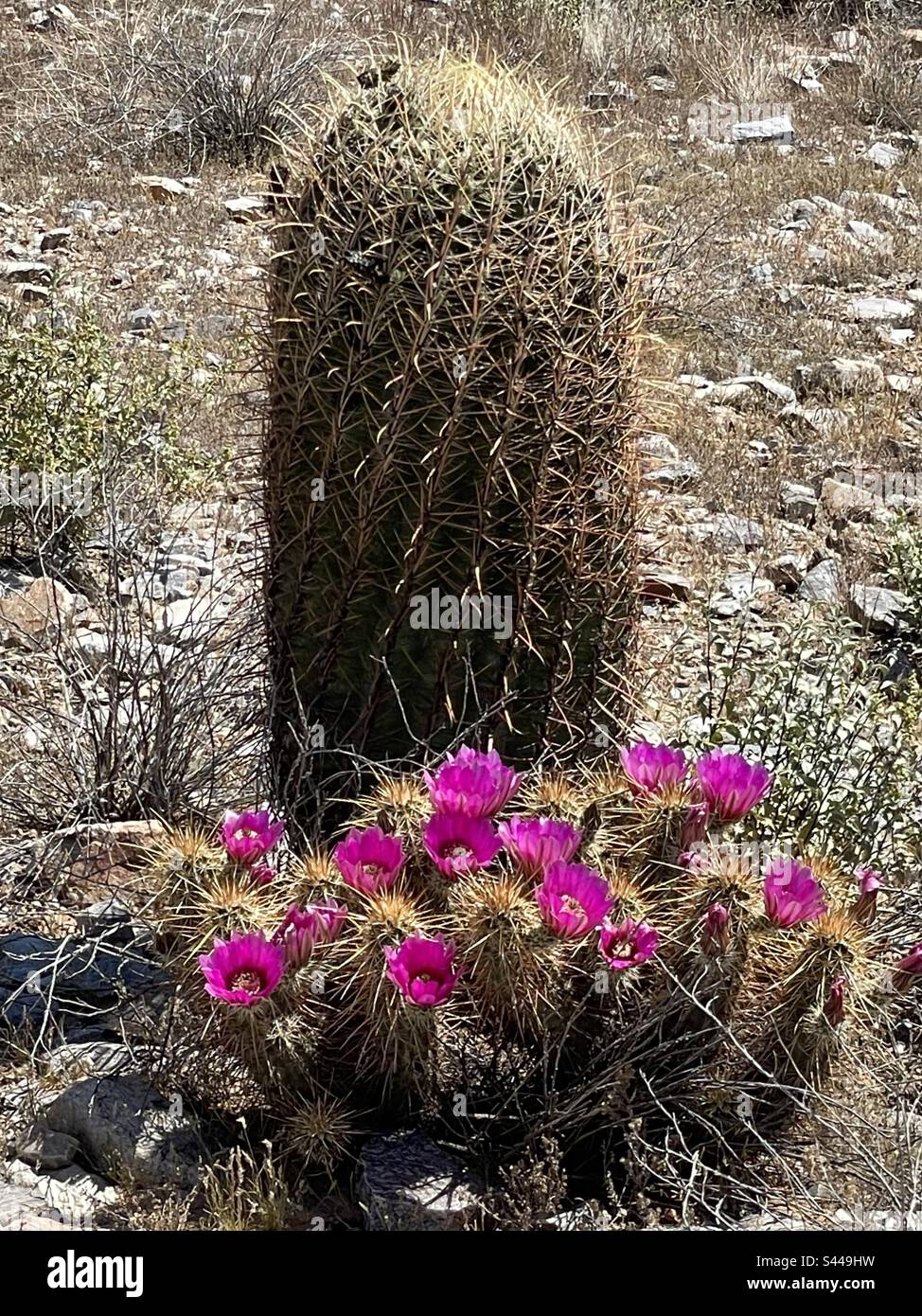 Cactus de hérisson en fleur de fuchsia, cactus de tonneau, épines en spirale, désert de Sonoran, réserve de Phoenix Mountains, Arizona Banque D'Images