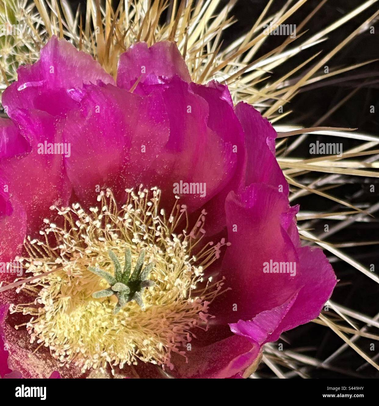 Cactus hérisson en fleur de fuchsia, pétales recouverts de pollen, étamines et pistil, épines rayonnantes, désert de Sonoran, Phoenix Mountains Preserve, Arizona Banque D'Images