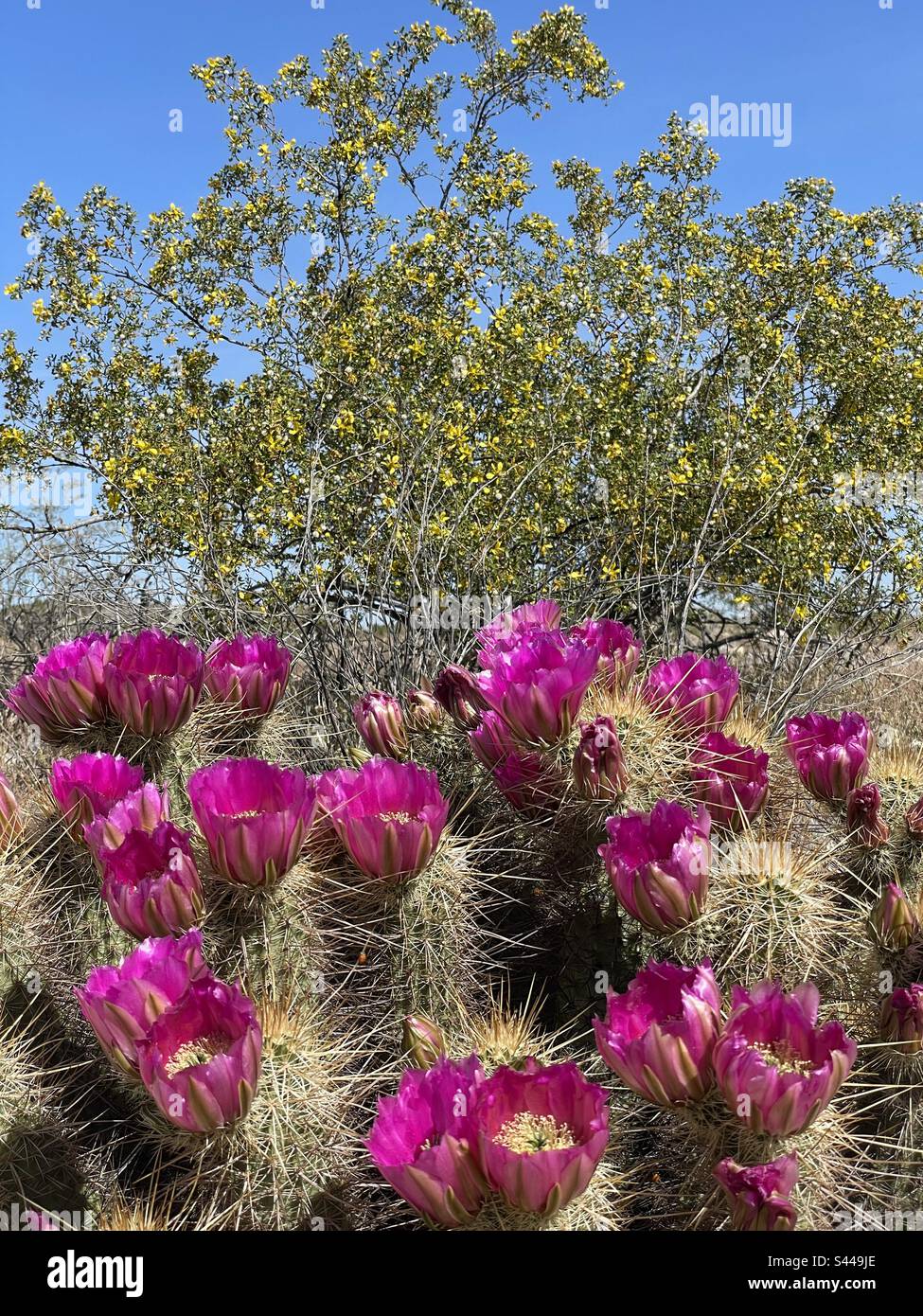 Cactus de hérisson en fleur de fuchsia, fleurs jaunes couvrant la brousse créosote, ciel bleu brillant, désert de Sonoran, réserve de Phoenix Mountains, Arizona Banque D'Images