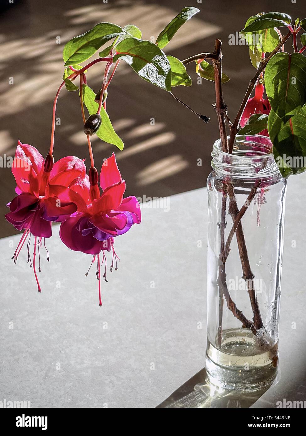 Tiges de fuchsia fleuries dans une bouteille d'eau en verre sur une table blanche au soleil avec des ombres sur le plancher en bois derrière. Banque D'Images