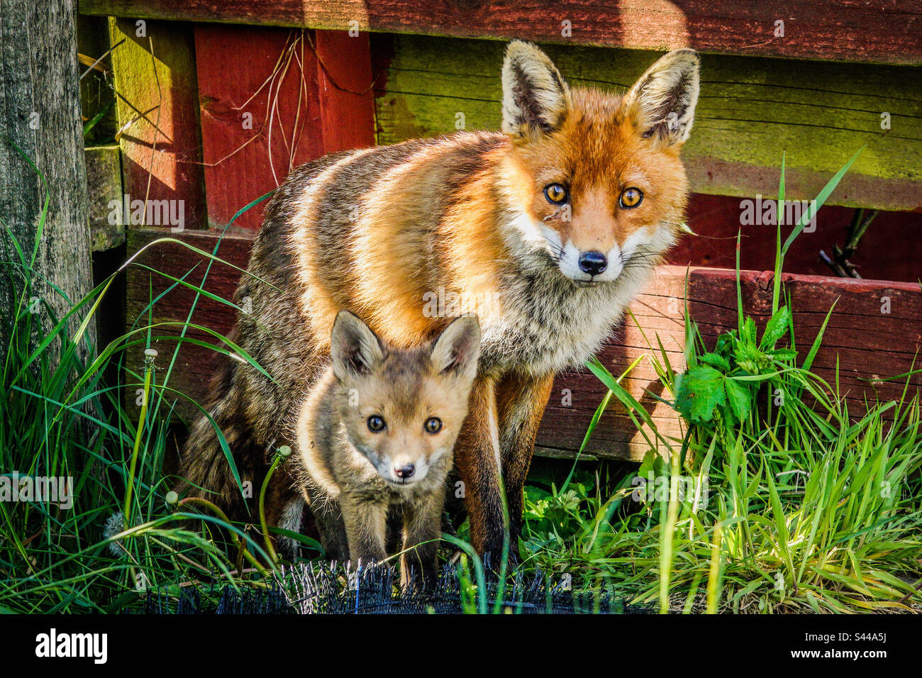 Renards urbains - Un vixen et un de ses renards s'abonne à l'extérieur de leur coin-détente dans un jardin de banlieue de Clarkston, en Écosse Banque D'Images