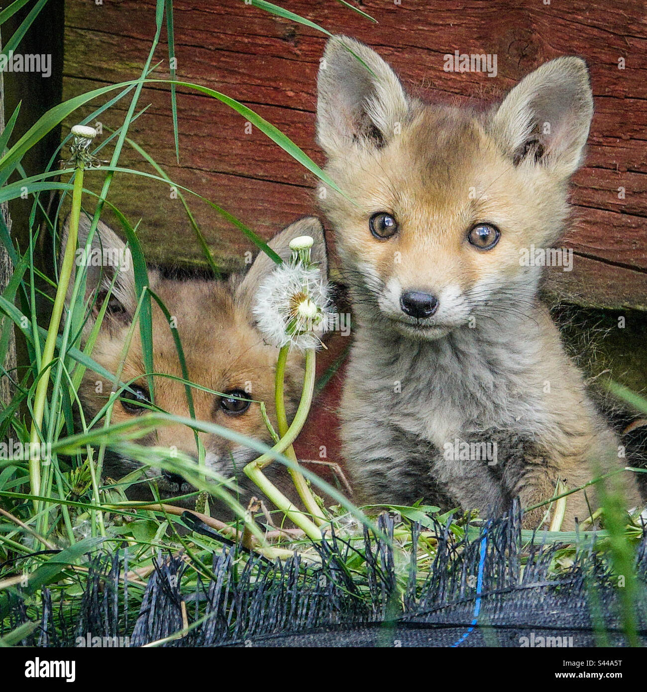 Renards urbains - deux jeunes petits renards sortent de leur terrepaire dans un jardin de banlieue de Clarkston, en Écosse Banque D'Images