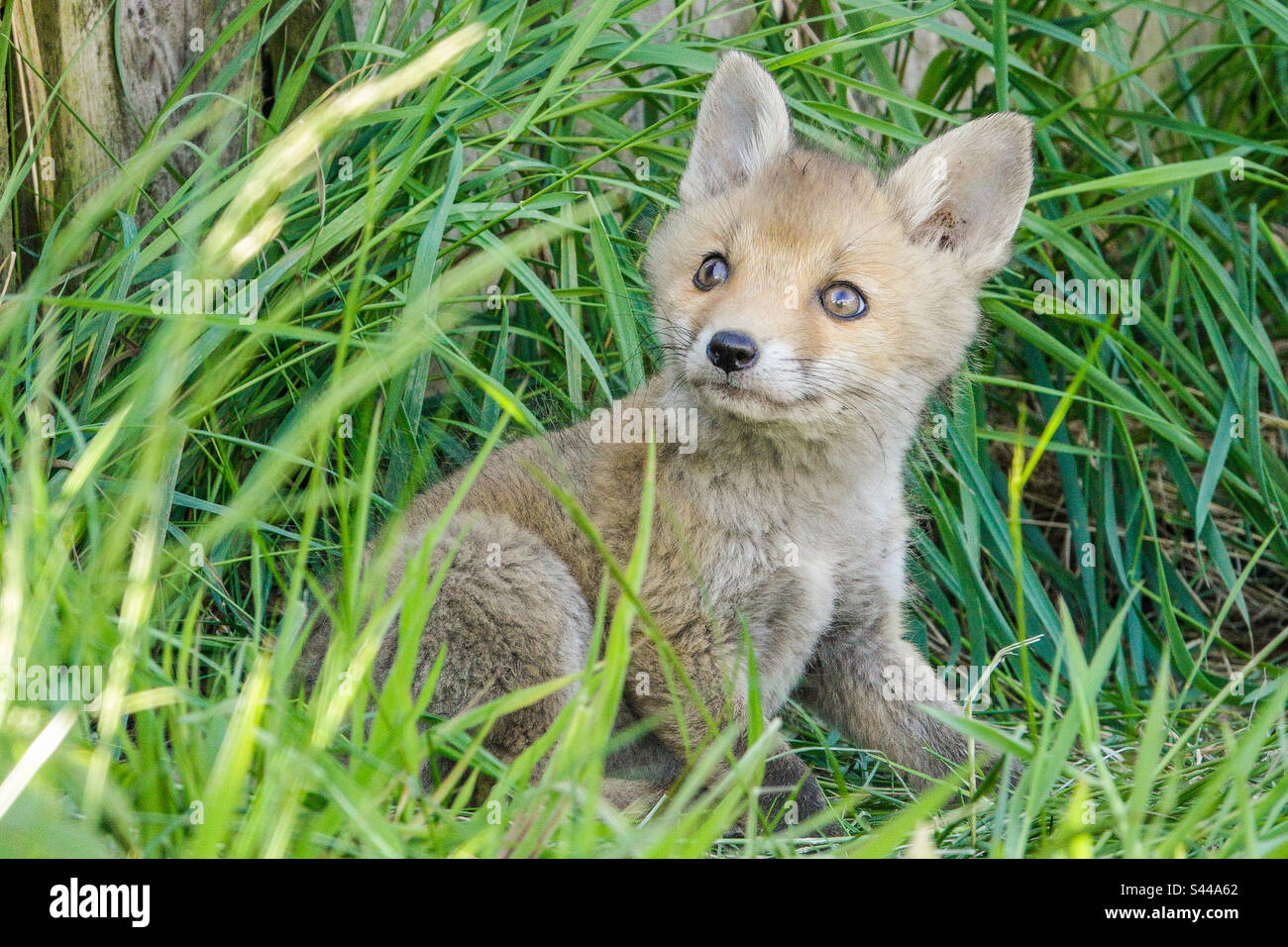 City foxes - Un jeune renard cub joue en herbe dans un jardin de banlieue de Clarkston, en Écosse Banque D'Images